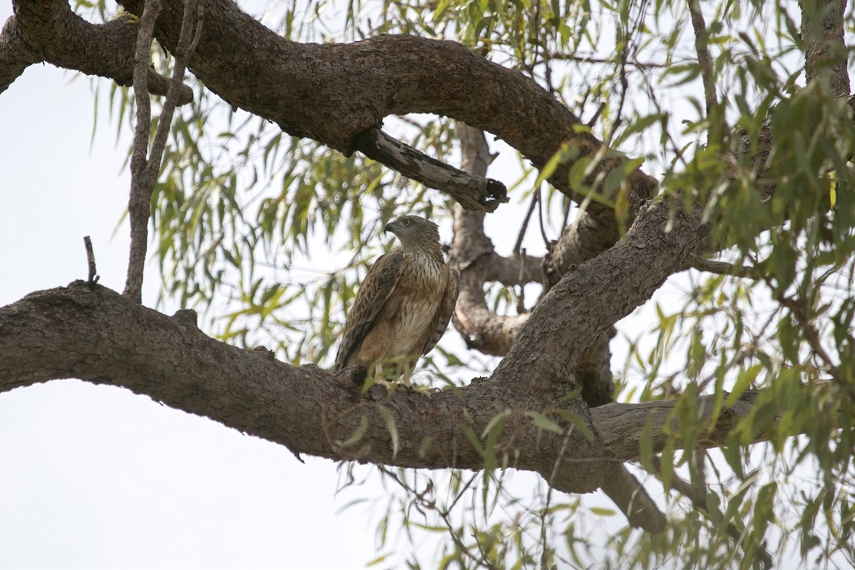 Red Goshawk - ML640355613