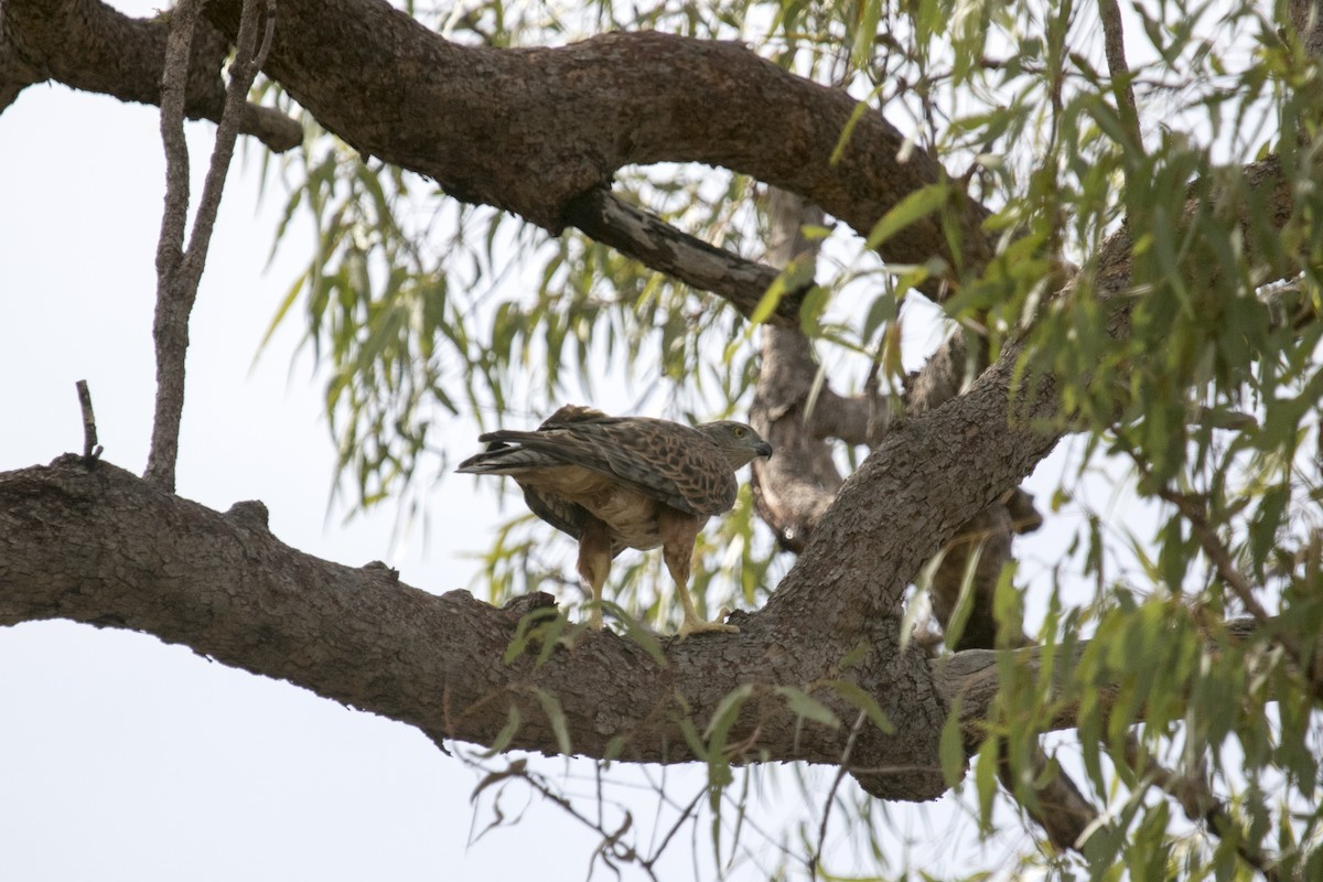 Red Goshawk - ML640355615