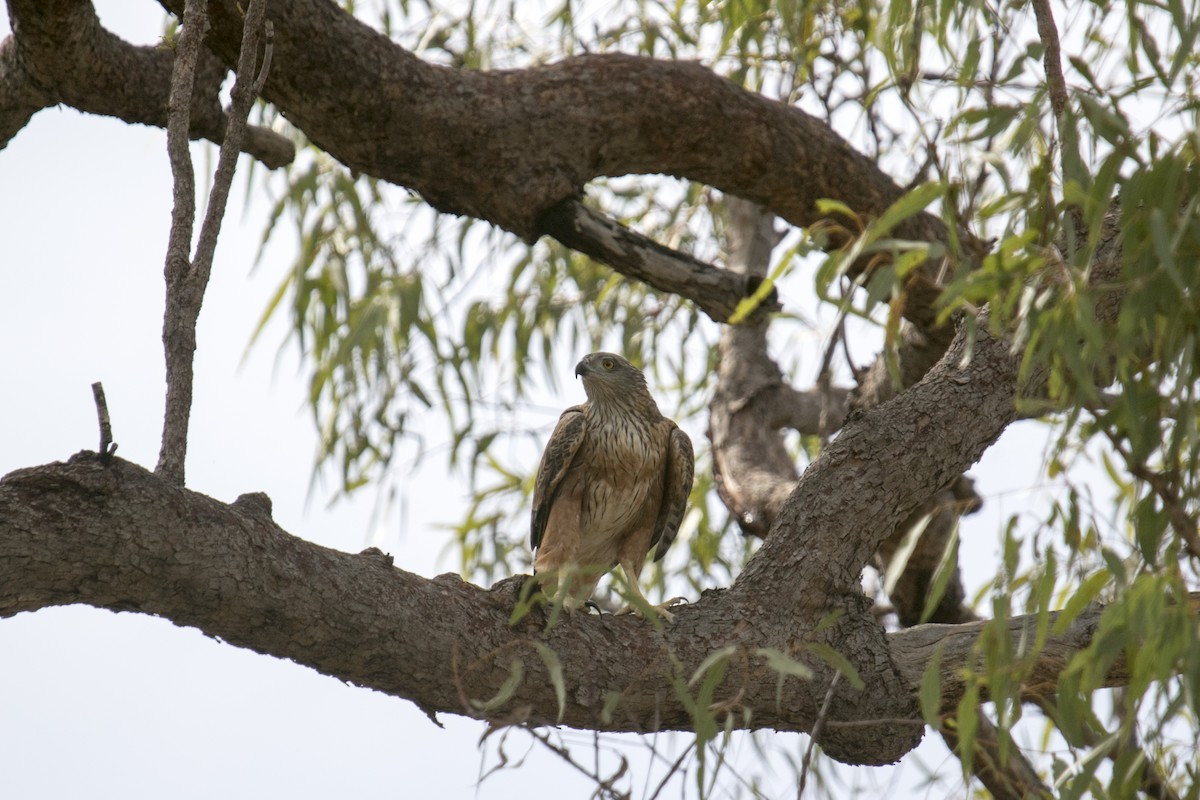 Red Goshawk - ML640355616