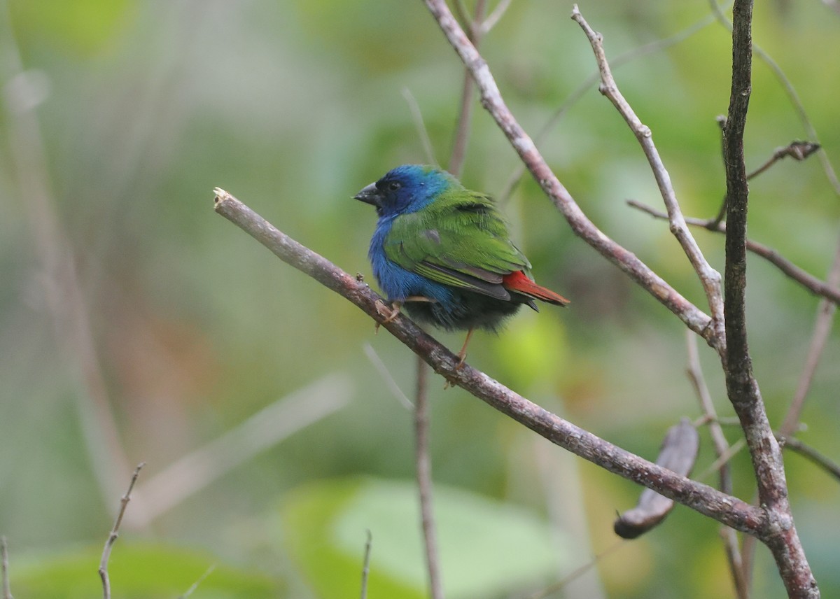 Tricolored Parrotfinch - ML640355619