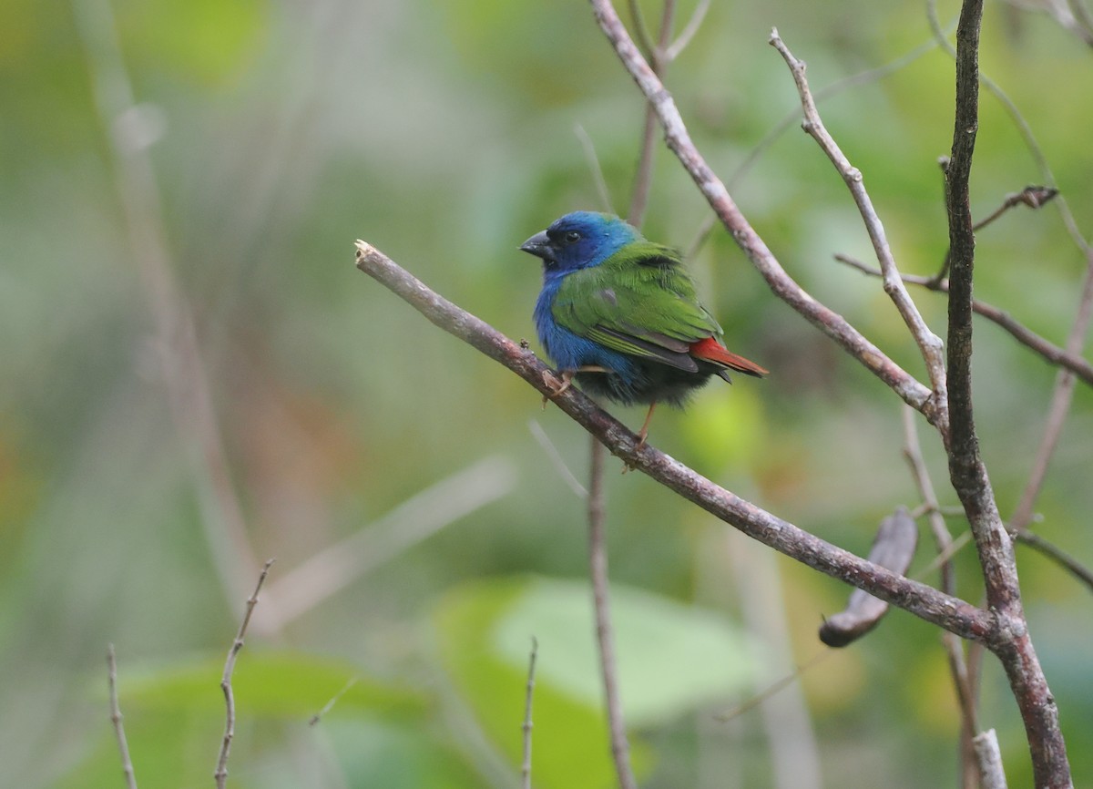 Tricolored Parrotfinch - ML640355624