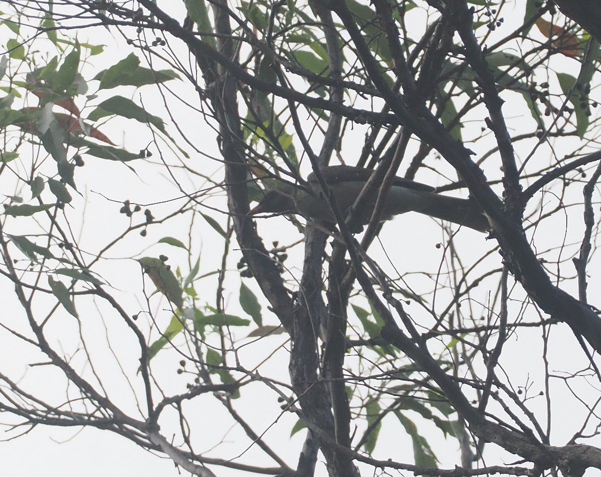 Timor Oriole - ML640355654