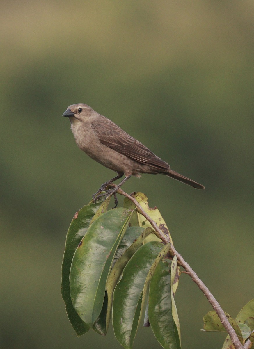 Shiny Cowbird - ML640355705