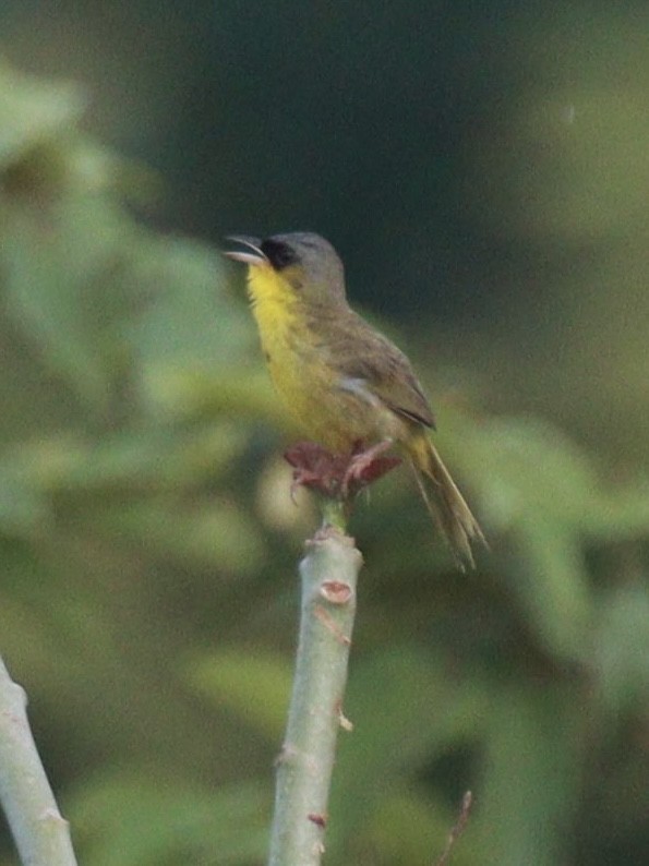 Gray-crowned Yellowthroat - ML640355708