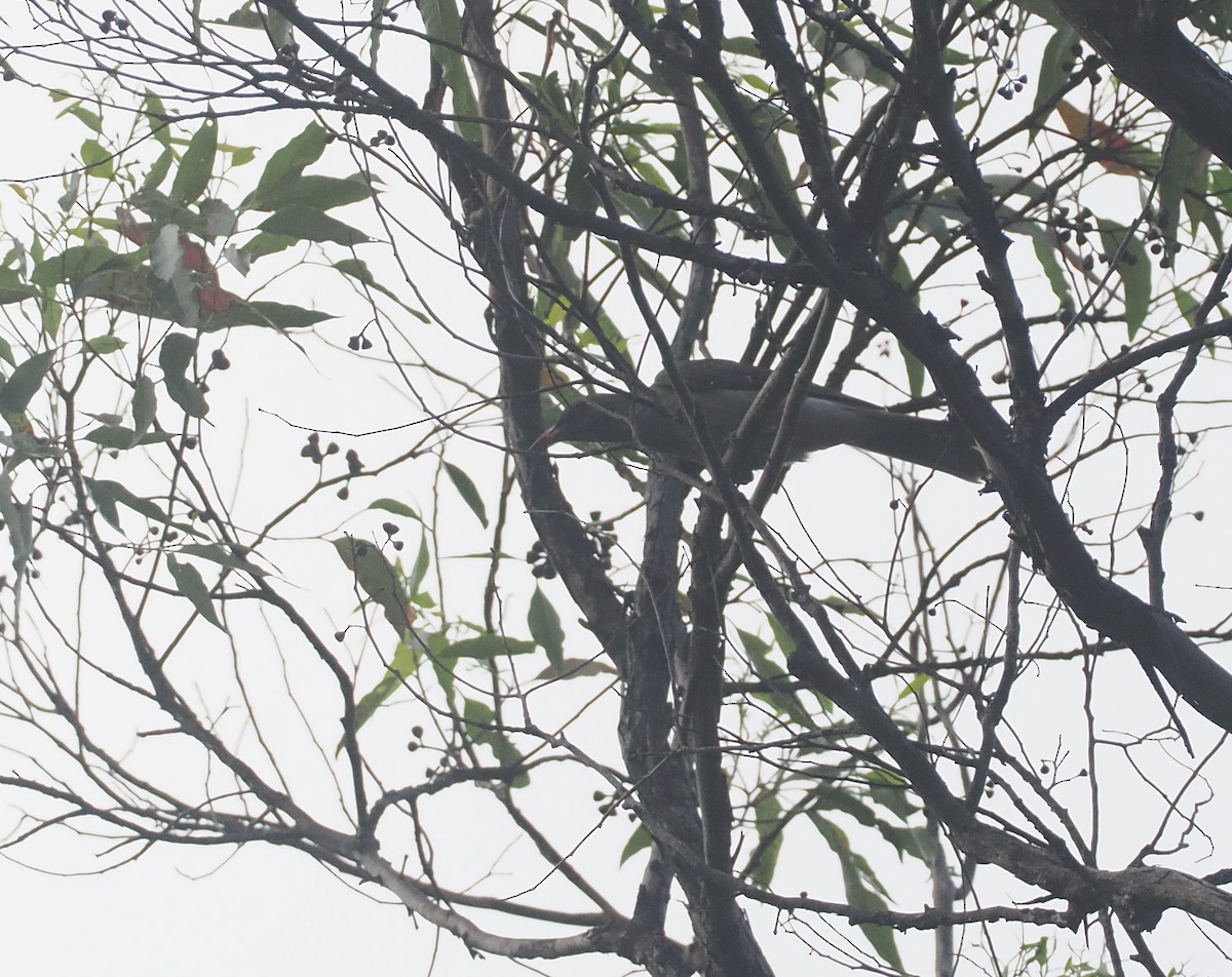 Timor Oriole - ML640355716