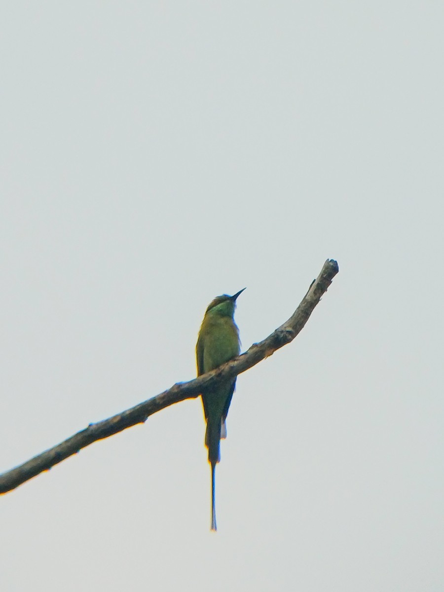 Asian Green Bee-eater - ML640355731