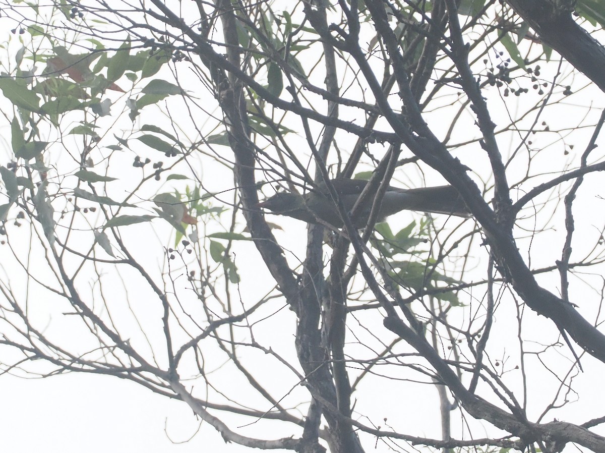 Timor Oriole - ML640355738