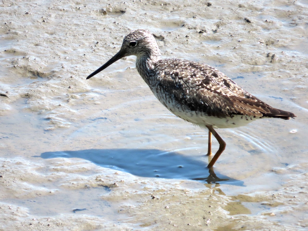 vodouš velký - ML640355742