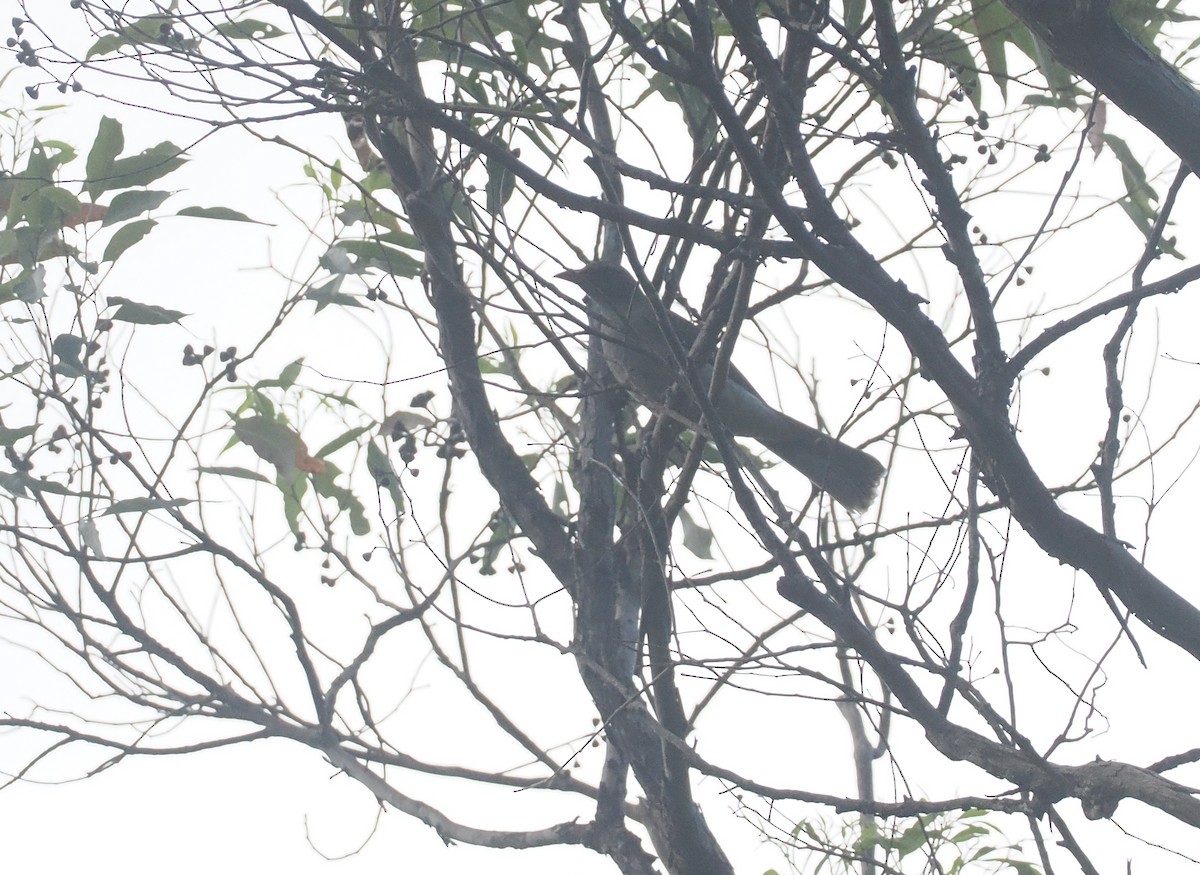 Timor Oriole - ML640355745