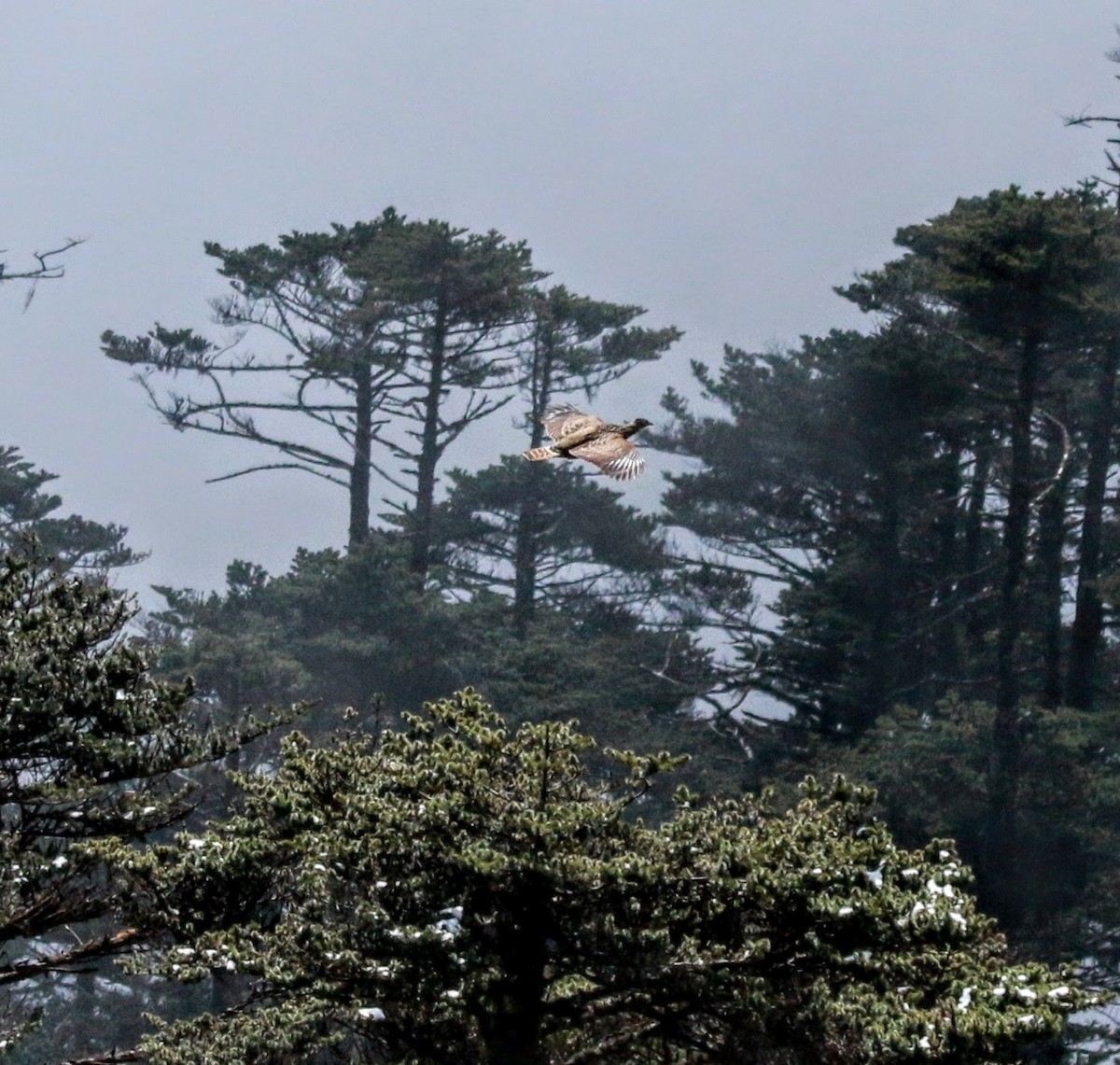 Himalayan Monal - ML640355773