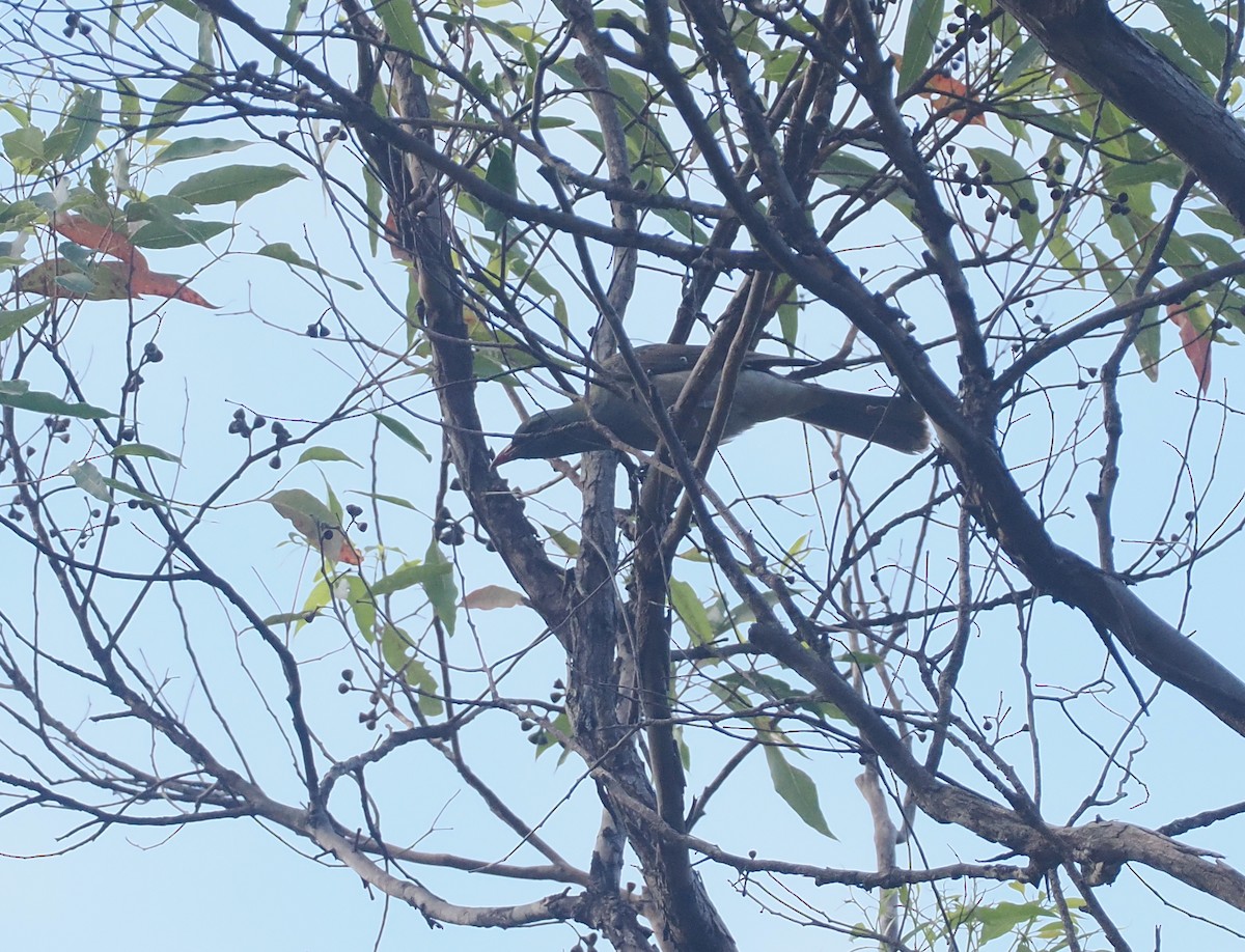 Timor Oriole - ML640355794