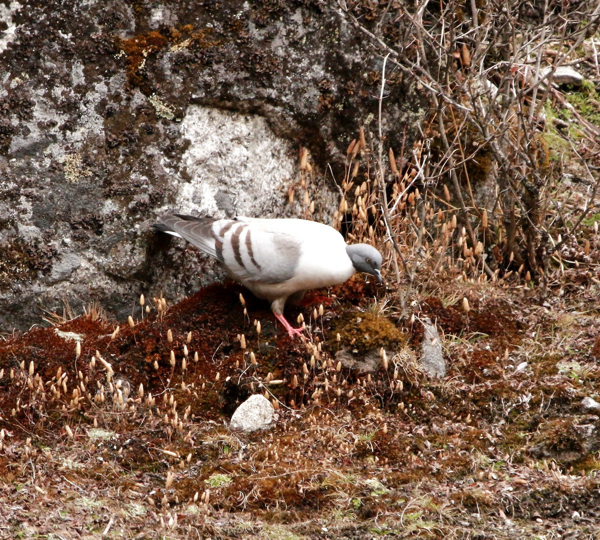 Snow Pigeon - ML640355860
