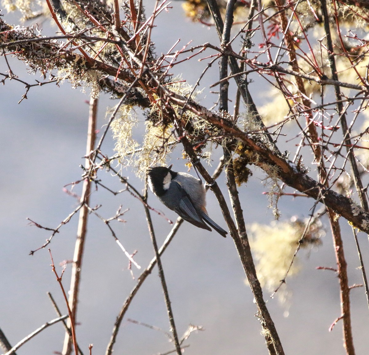 Rufous-vented Tit - ML640355900
