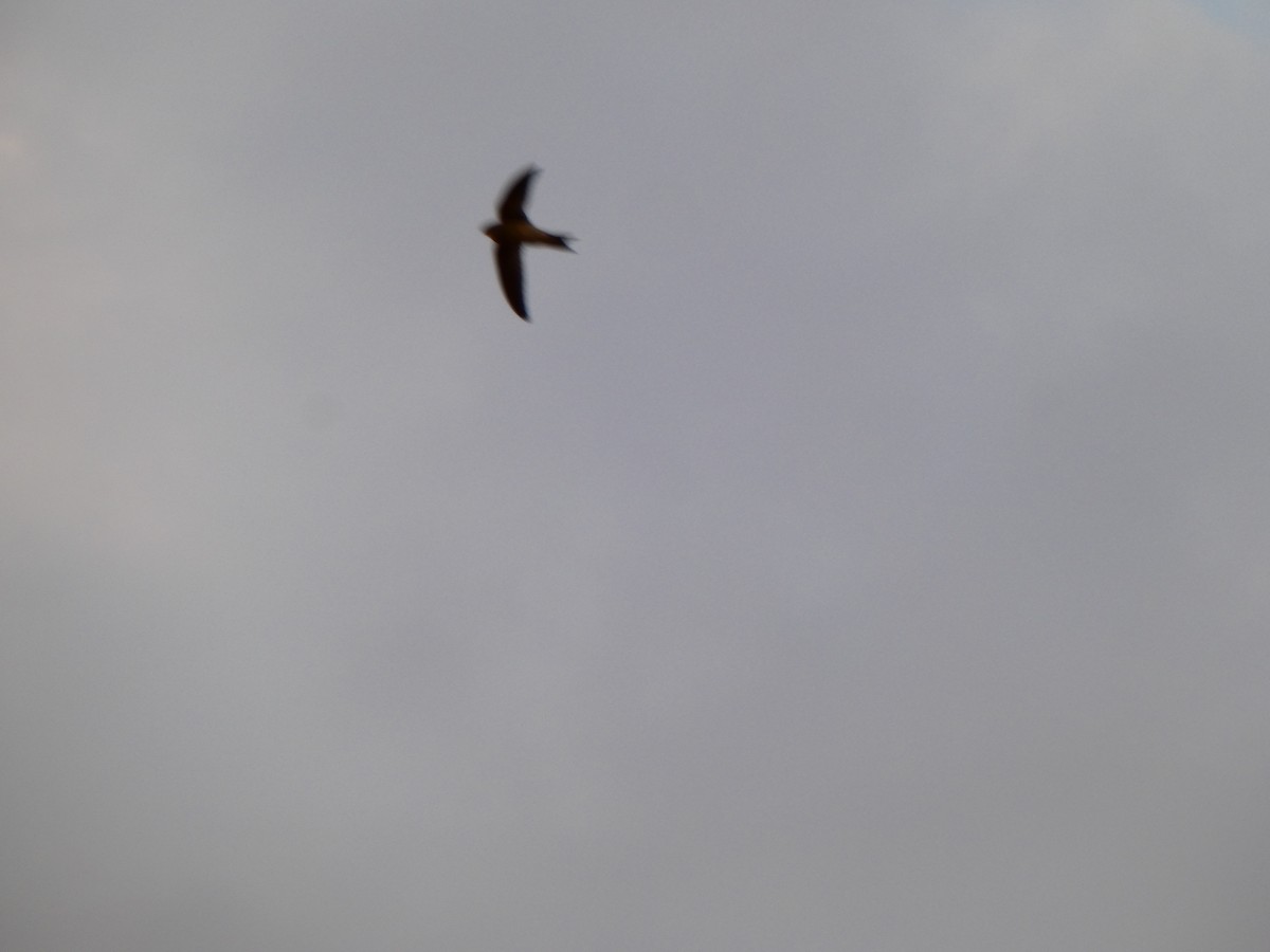 Bradfield's Swift - ML640355972