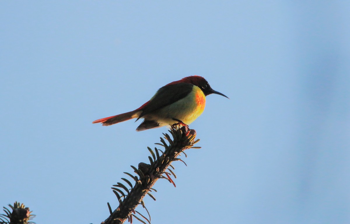 Fire-tailed Sunbird - ML640355995