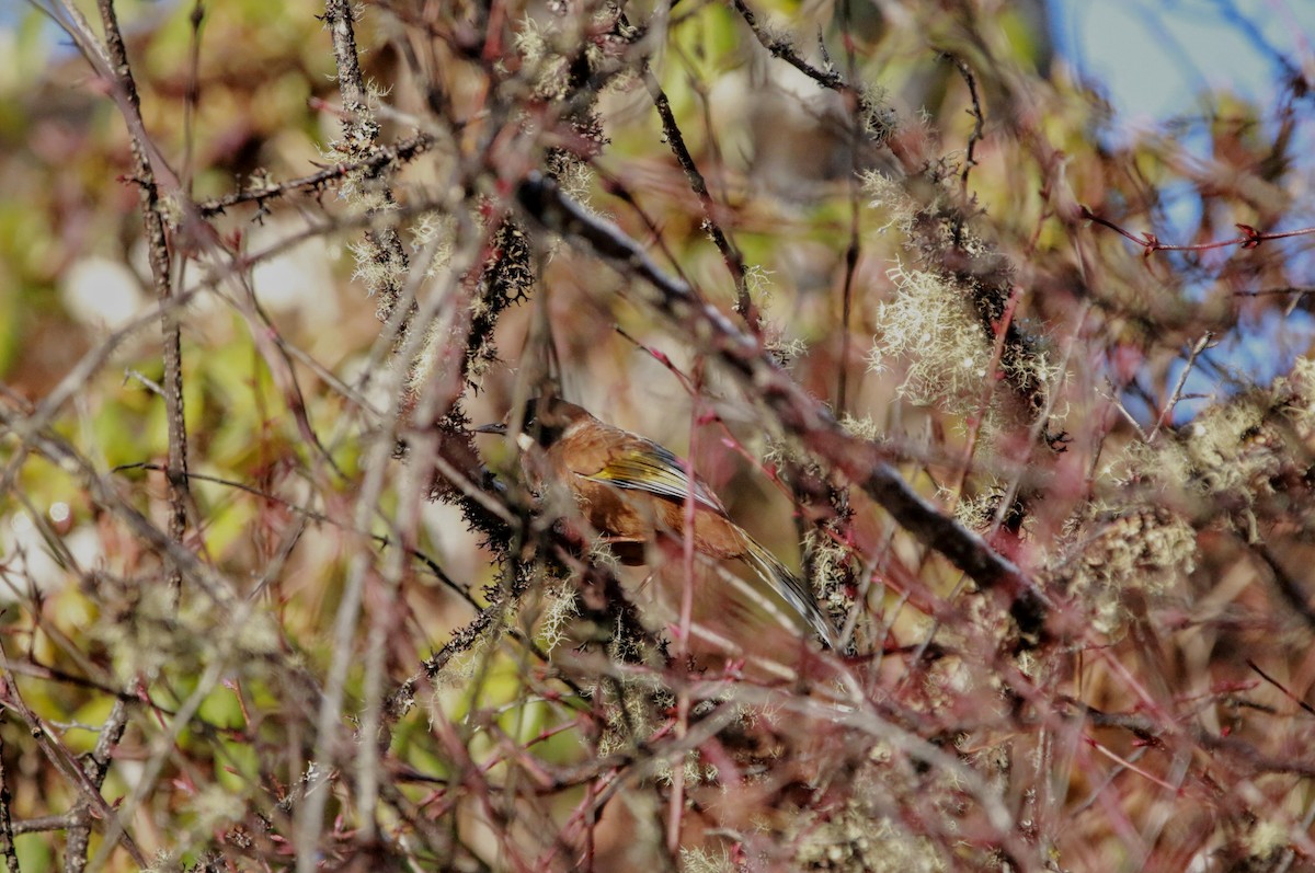 Black-faced Laughingthrush - ML640355999