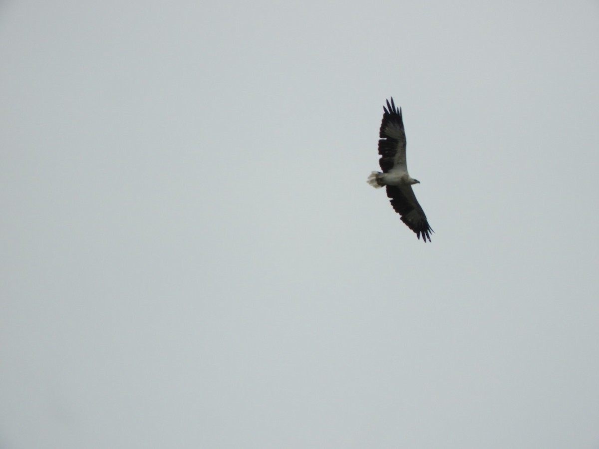 orel bělobřichý - ML640356019