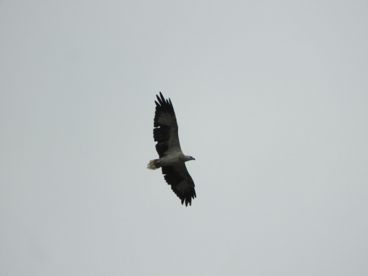 orel bělobřichý - ML640356020