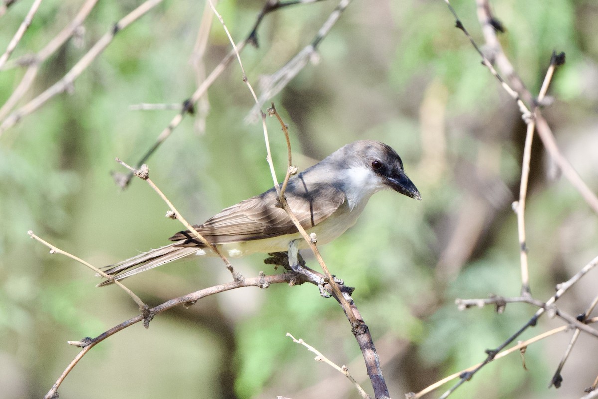 Thick-billed Kingbird - ML640356032
