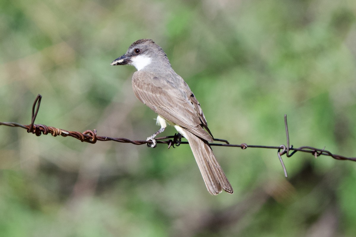 Thick-billed Kingbird - ML640356033