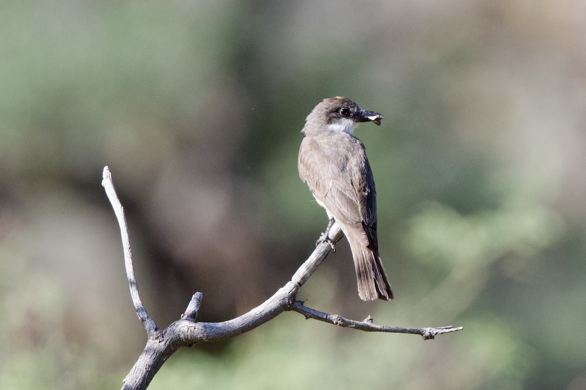 Thick-billed Kingbird - ML640356034