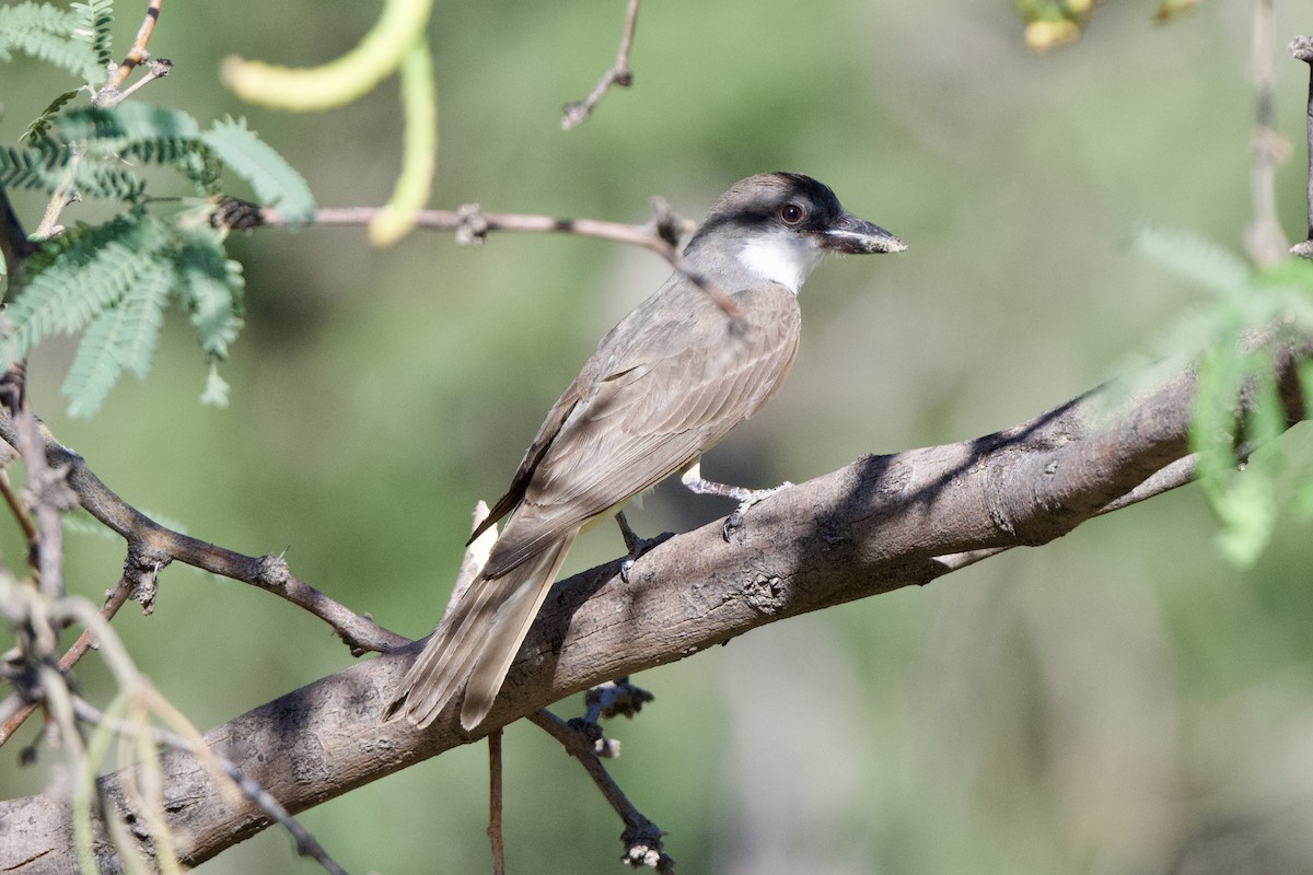 Thick-billed Kingbird - ML640356035