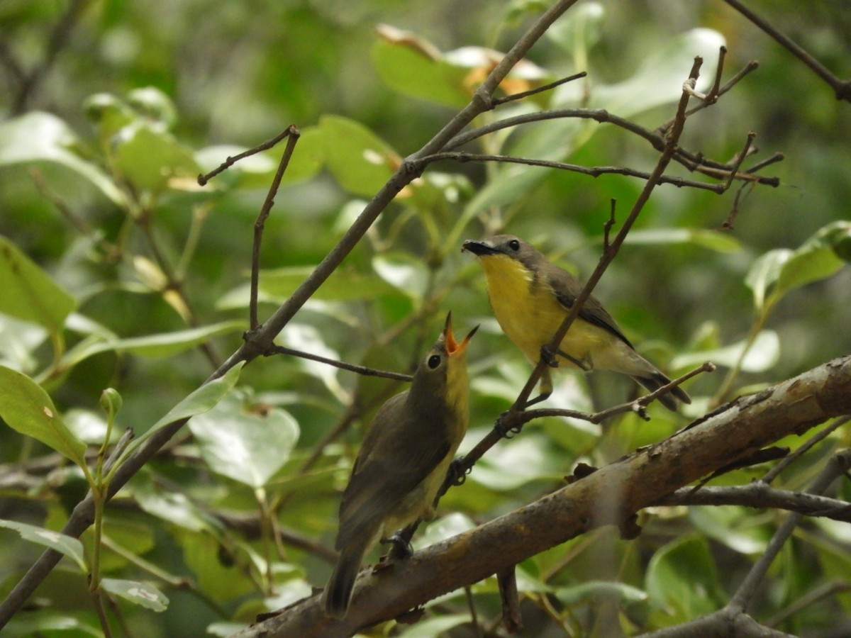 Golden-bellied Gerygone - ML640356036