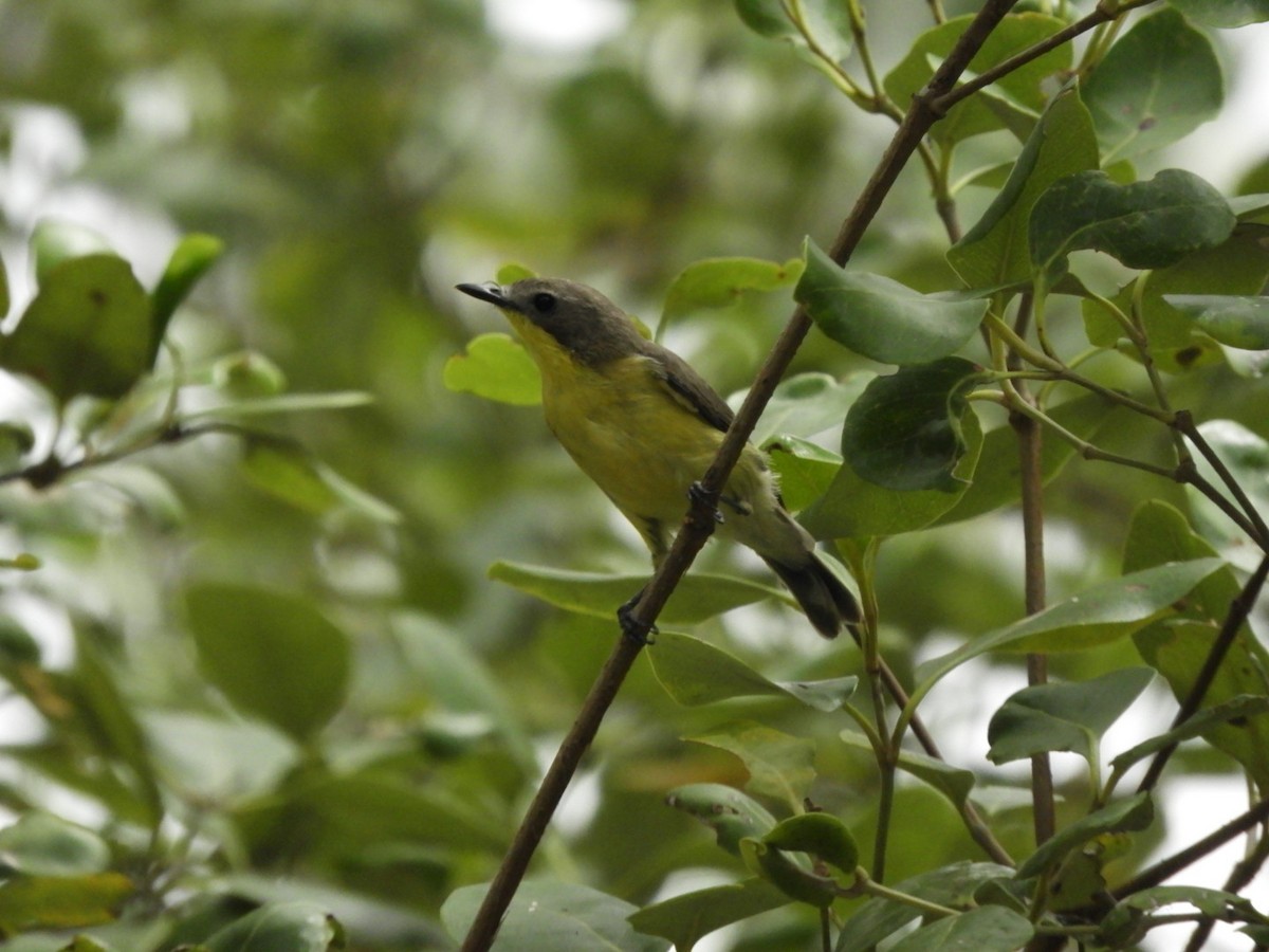 Golden-bellied Gerygone - ML640356037
