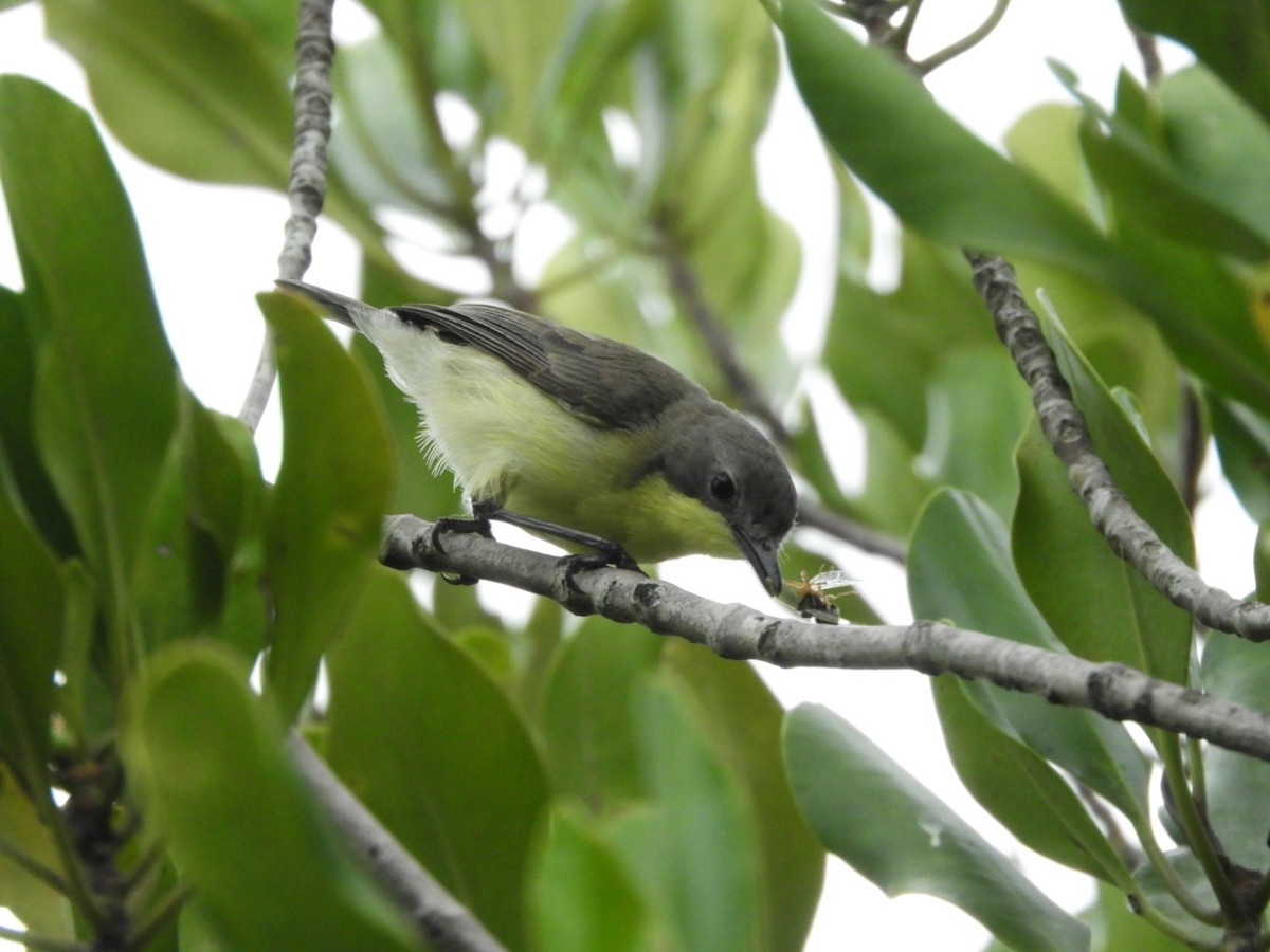 Golden-bellied Gerygone - ML640356038