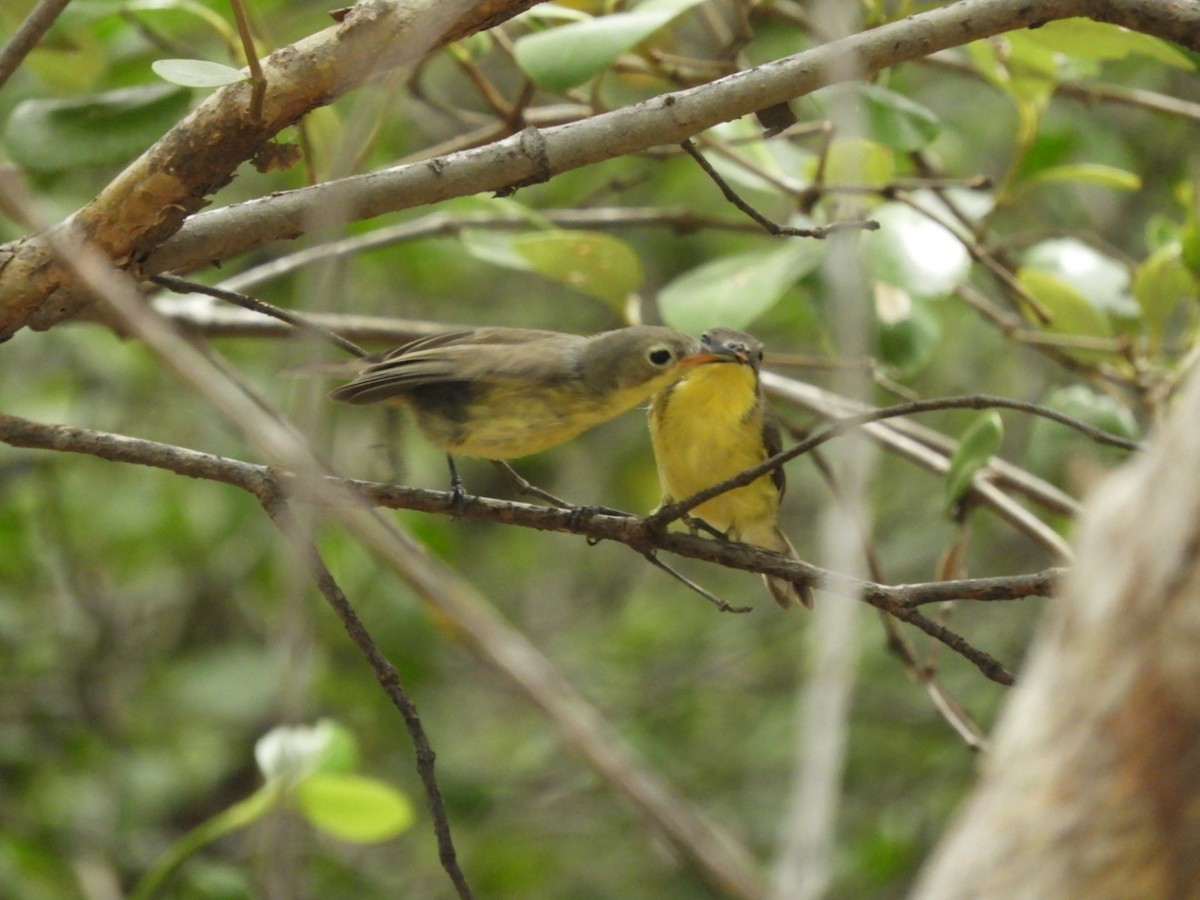 Golden-bellied Gerygone - ML640356039