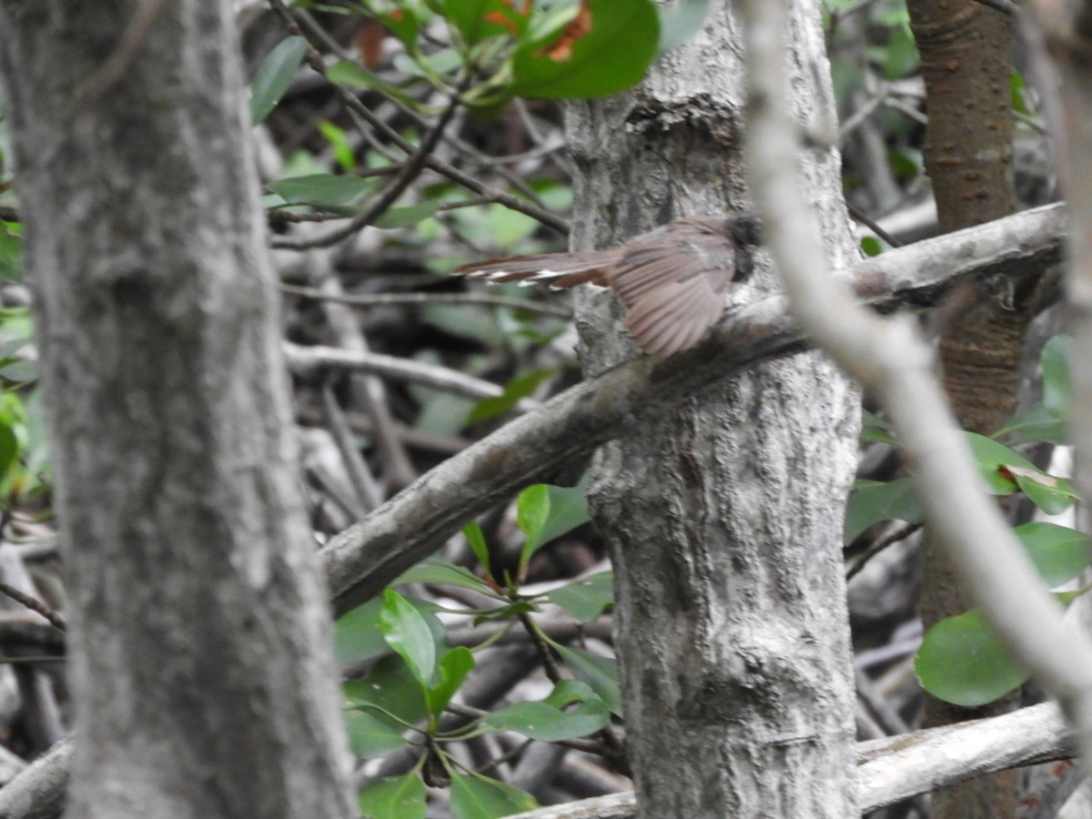 Malaysian Pied-Fantail - ML640356070