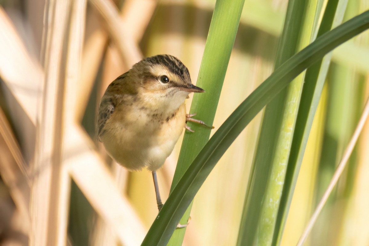 Sedge Warbler - ML640356073