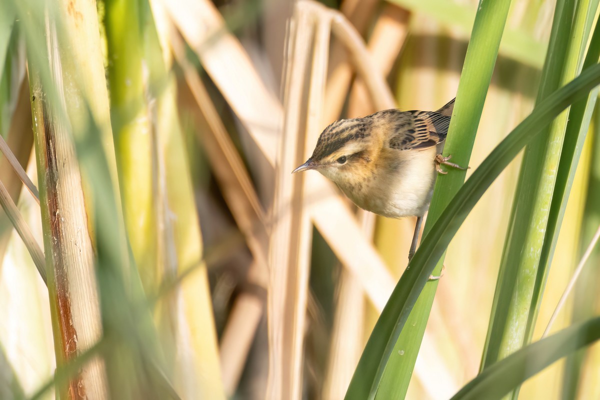 Sedge Warbler - ML640356074