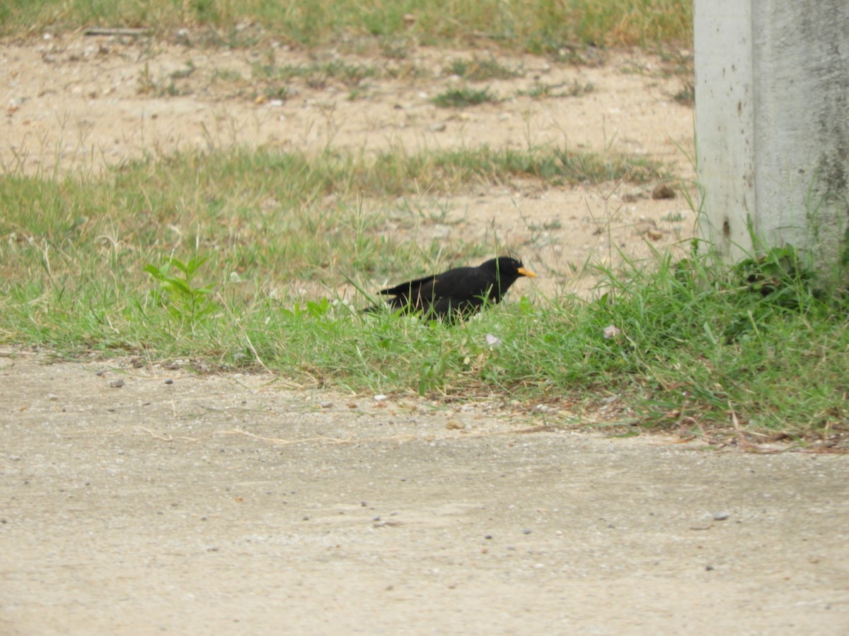 majna velká - ML640356088