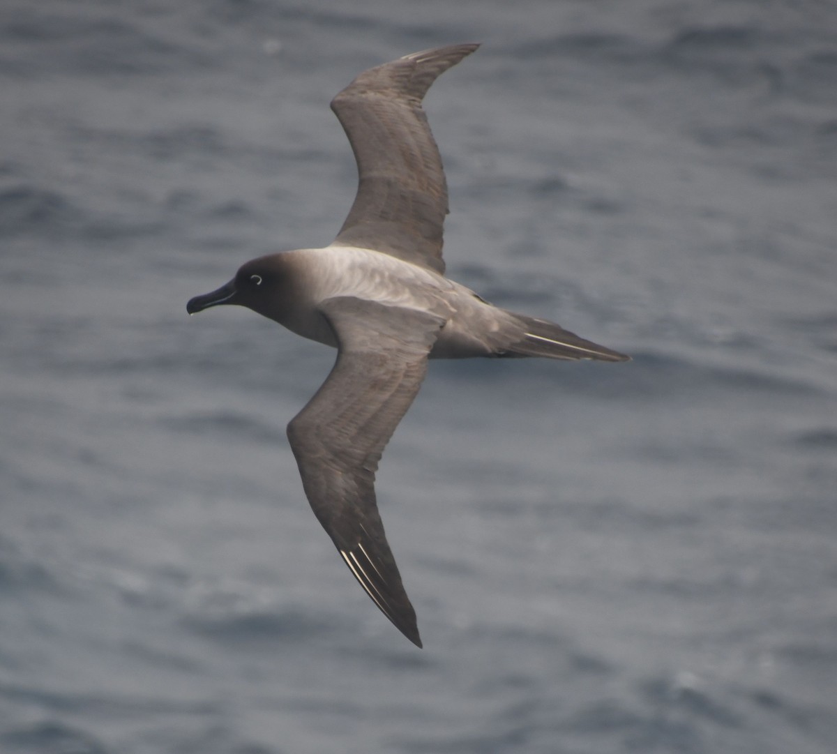 Light-mantled Albatross - ML640356090