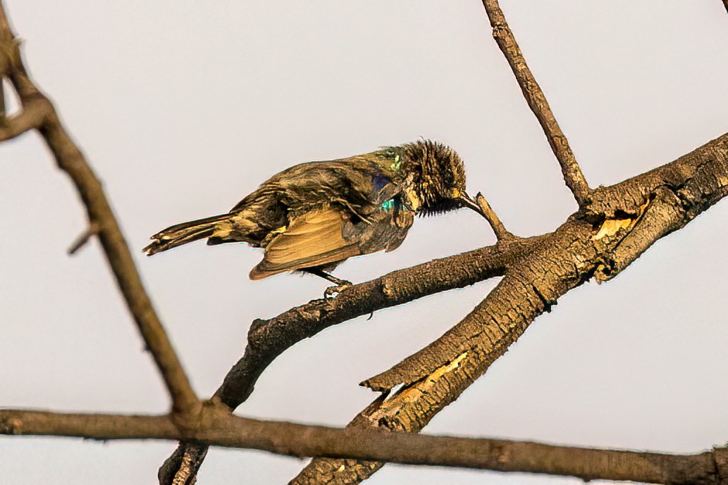 Gorgeous Sunbird - ML640356097