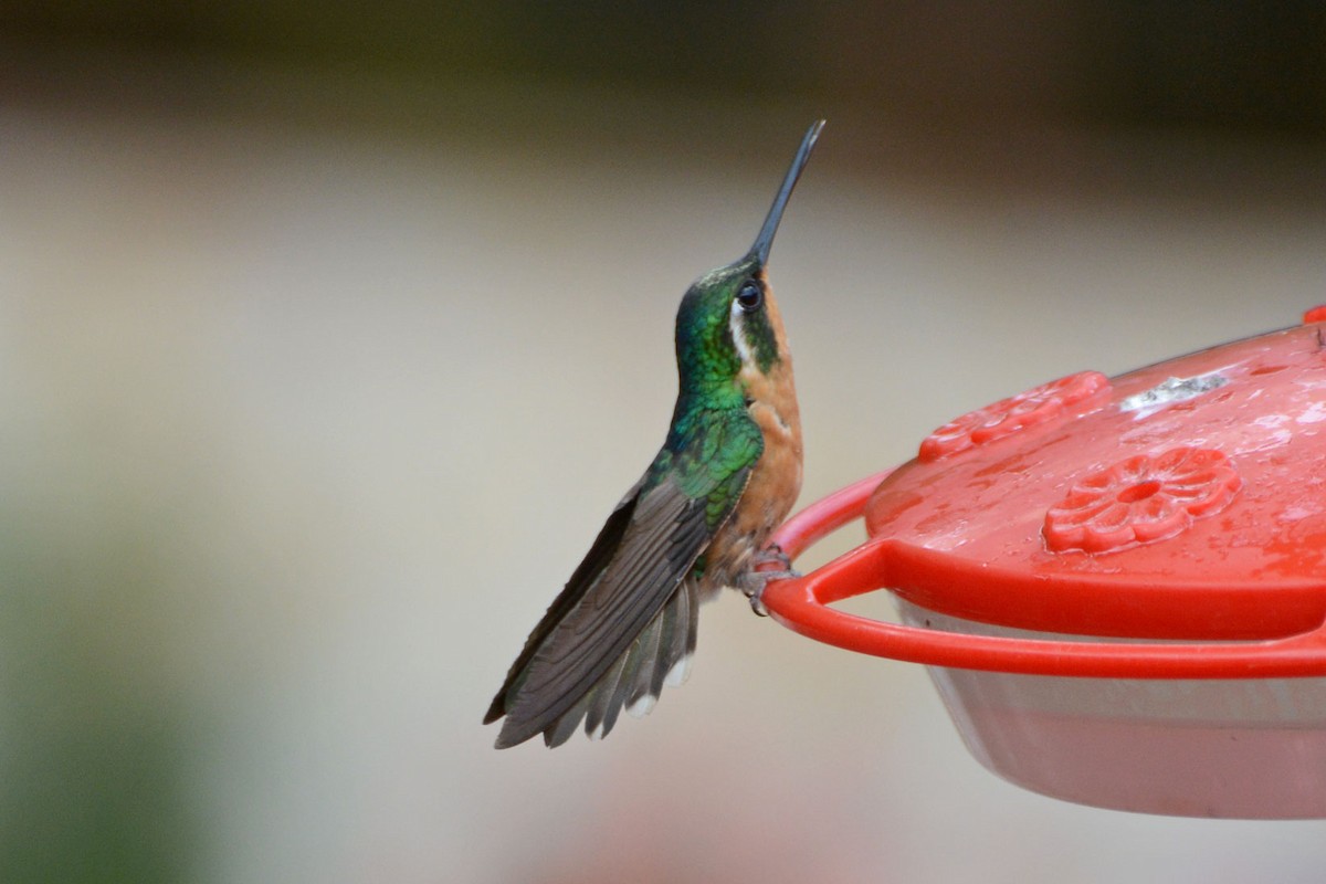 White-throated Mountain-gem - Janet Rathjen