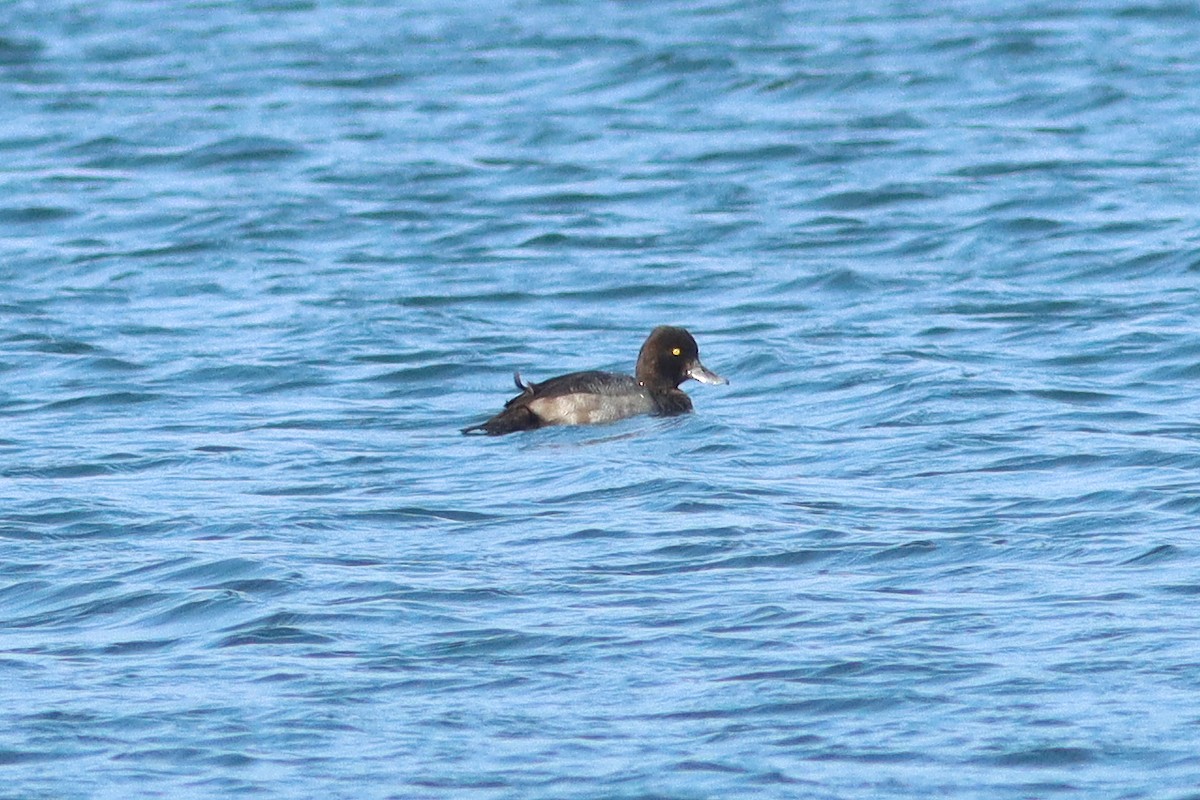 Lesser Scaup - ML640356127