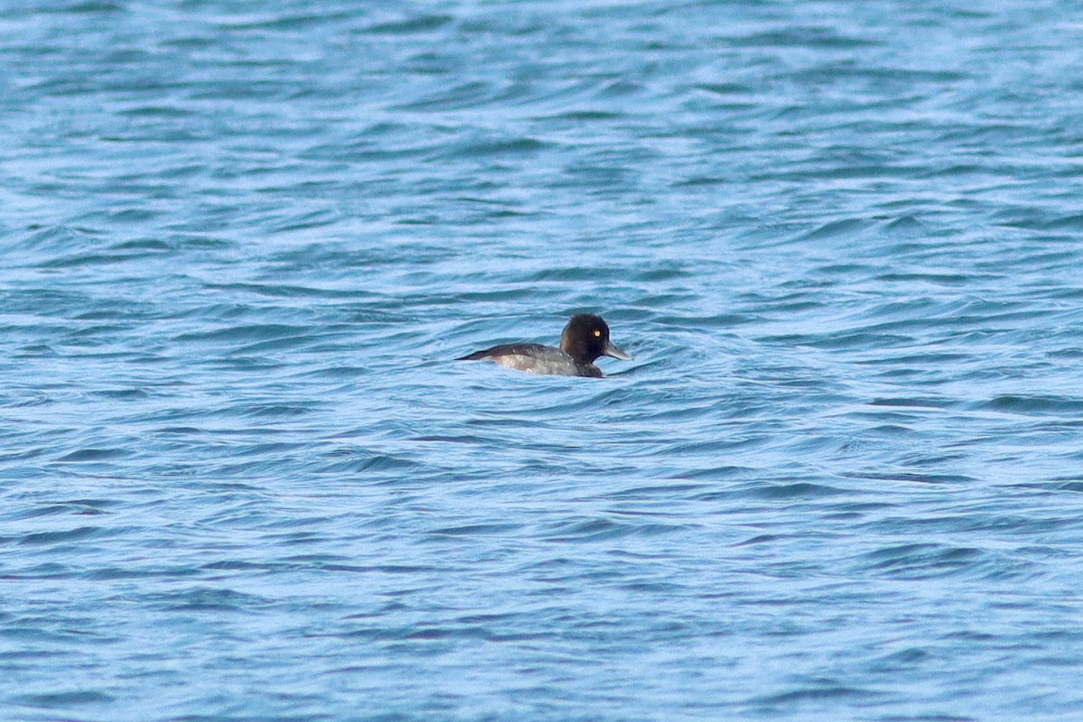 Lesser Scaup - ML640356128