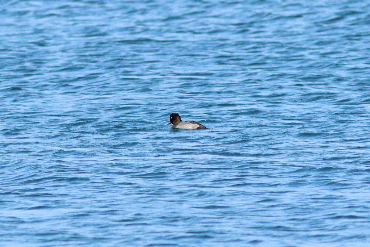 Lesser Scaup - ML640356131