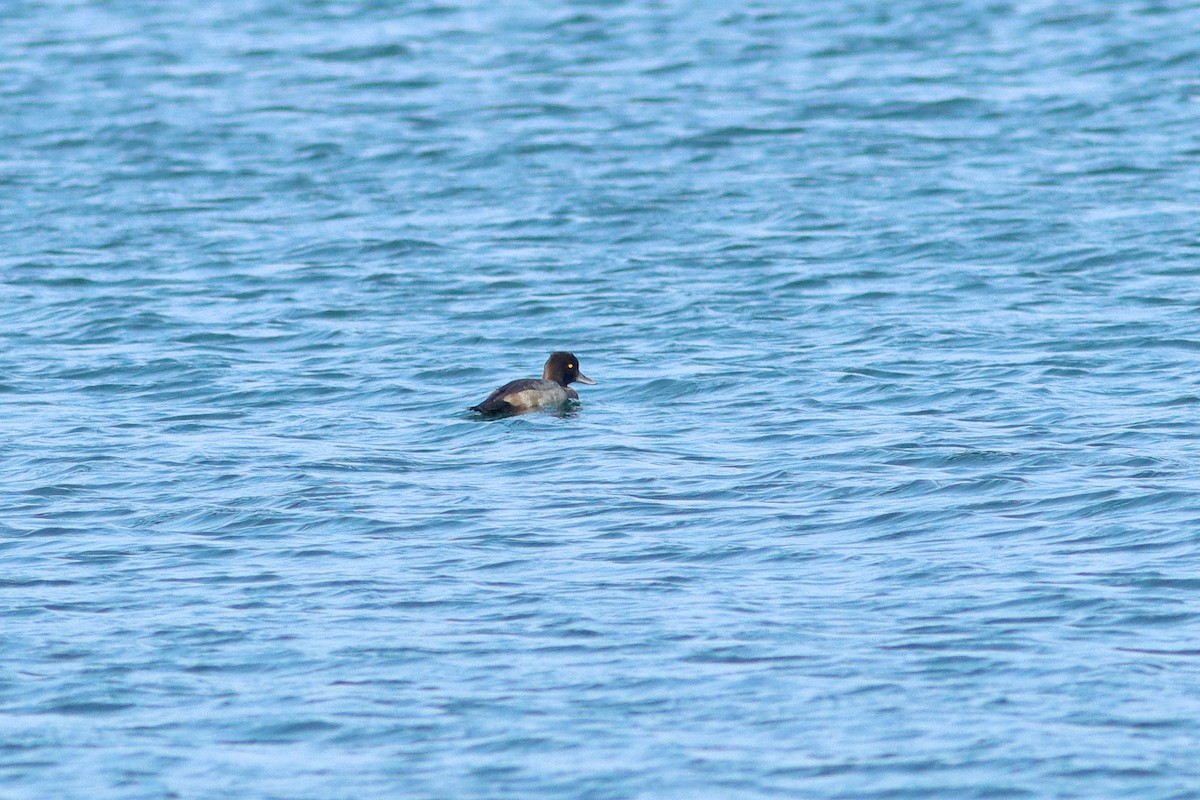 Lesser Scaup - ML640356132
