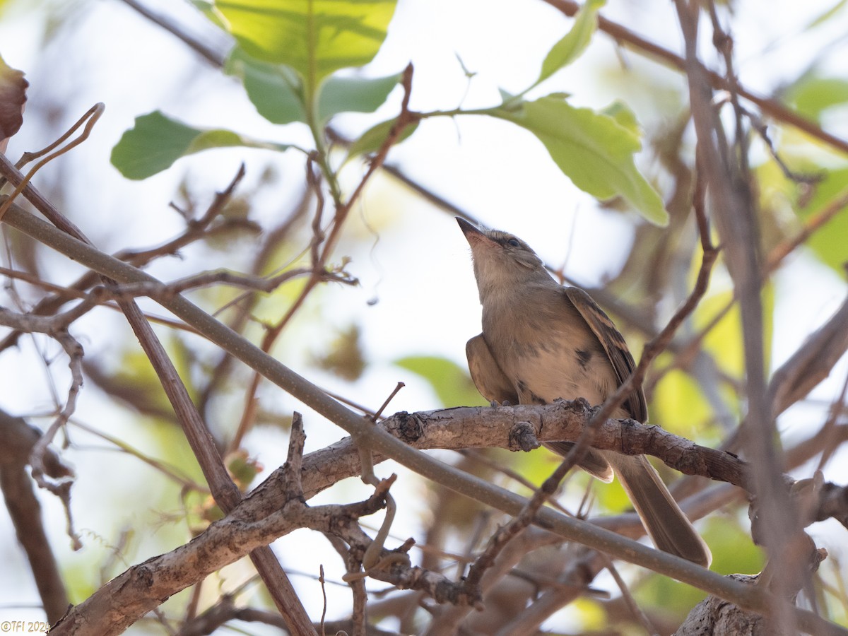 Fuscous Flycatcher - ML640356167