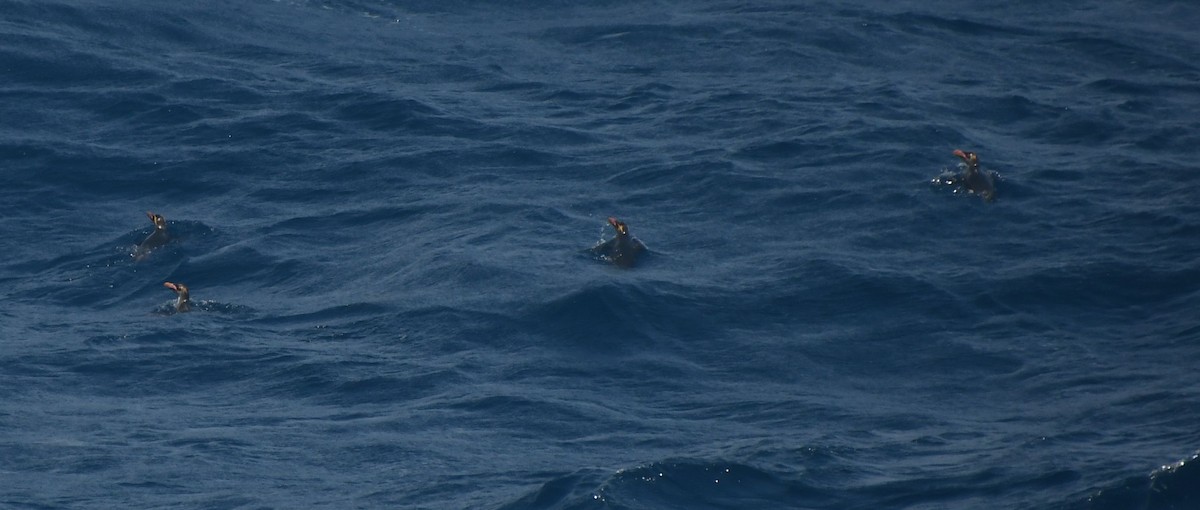 マカロニペンギン - ML640356187