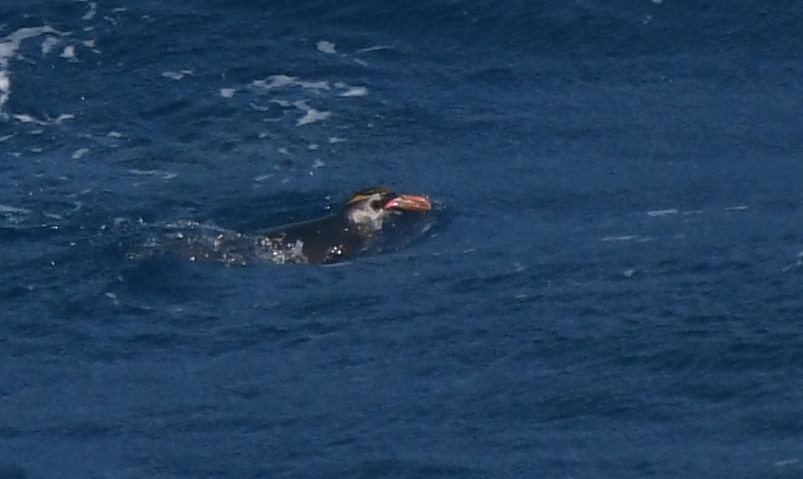 マカロニペンギン - ML640356189