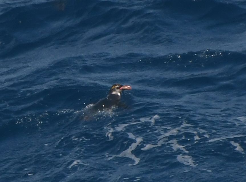 マカロニペンギン - ML640356190