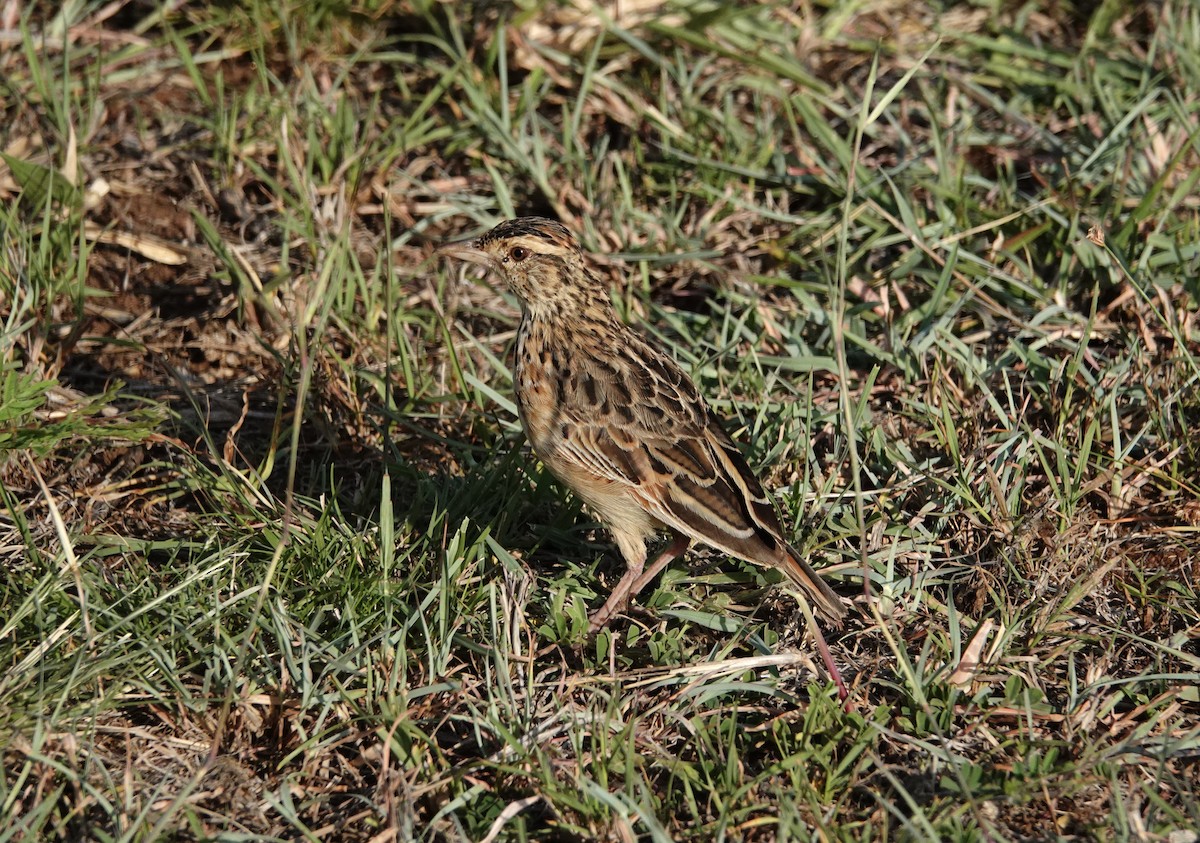 Rufous-naped Lark (Serengeti) - ML640356192