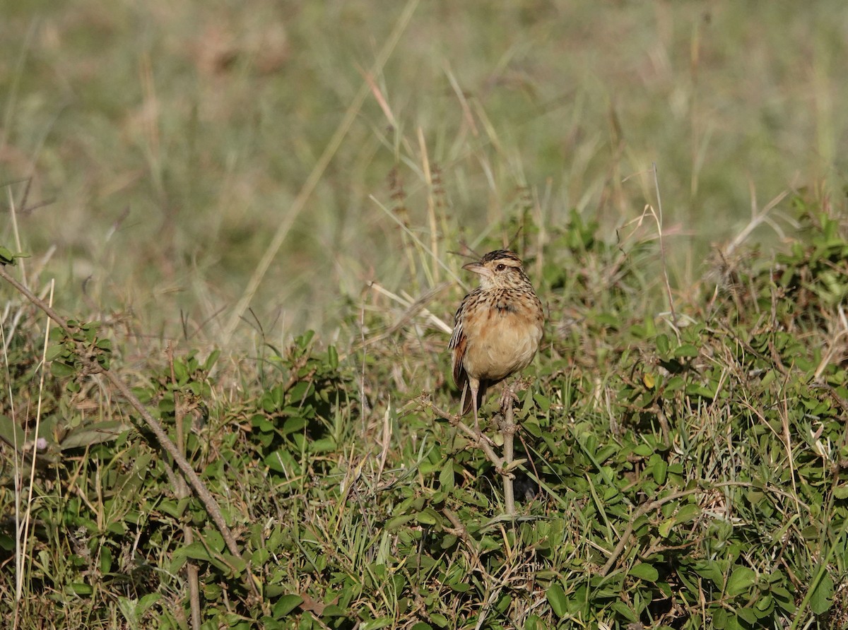 Rufous-naped Lark (Serengeti) - ML640356193