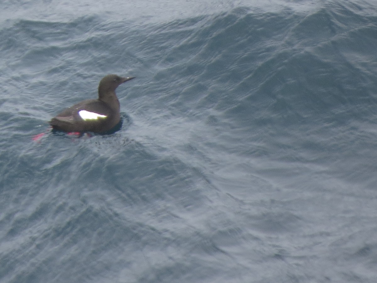 Black Guillemot - ML640356227