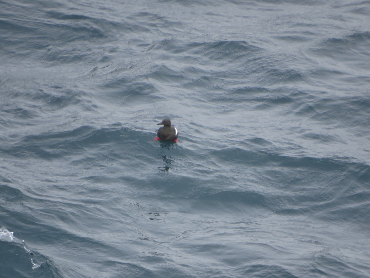 Black Guillemot - ML640356228