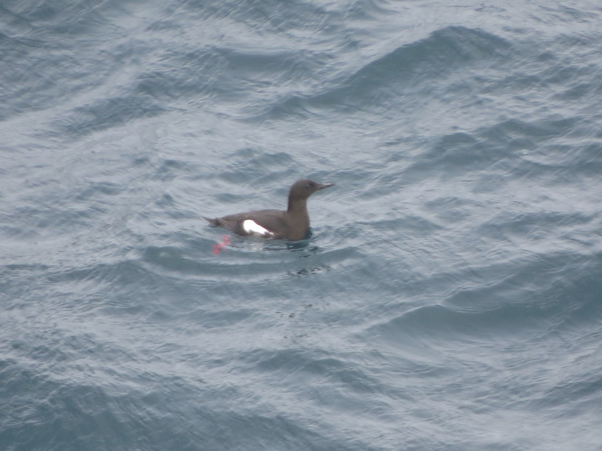 Black Guillemot - ML640356229